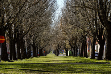 Stockholm, Sweden  A tree-lined alley in Gamla Enskede, a suburb.