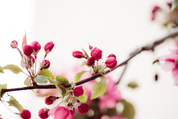 Pinke Apfelblüten mit grünen Blättern