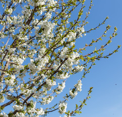 Beautifully blooming cherry trees, background with blooming flowers on a spring day.