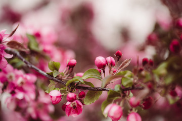 Pinke Apfelblüten mit grünen Blättern