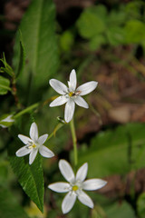 weiße Blüten mit Wespenbiene