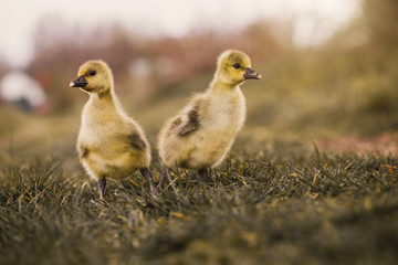 Cute gosling's resting in a meadow grass.