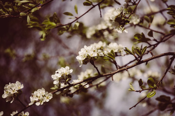 Weiße Apfelblüten mit grünen Blättern
