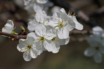 weiße Obstblüten