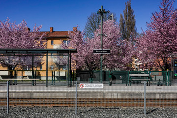 Stockholm, Sweden The Arstafaltet tram stop and cherry blossoms.