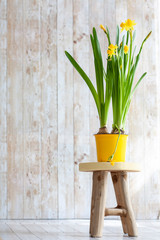 daffodils in a pot