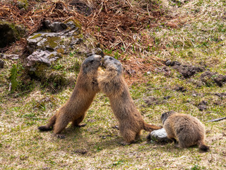 Zwei Murmeltiere beim spielenden Kräftemessen mit einem dritten Murmeltier das zusieht auf einer Wiese im Allgäu im Frühjahr