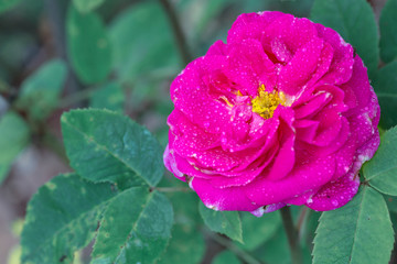 Close up of beautiful pink rose isolated on blur green background.