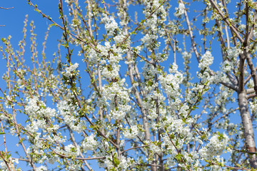 Beautifully blooming cherry trees, background with blooming flowers on a spring day.