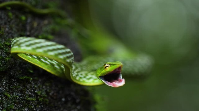 A Common green Vine Snake opens its mouth in order to attack as its on a tree bark covered with moss in the Western Ghats of India , its a arboreal snake feeding on reptiles and birds mostly