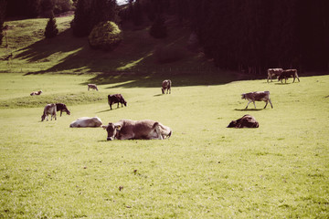 Kuhherde auf grüner Wiese