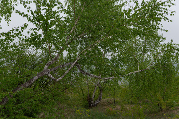 Fototapeta premium birch branch with young leaves in early spring in cloudy weather