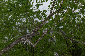 birch branch with young leaves in early spring in cloudy weather