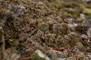 sprout of plants in early spring