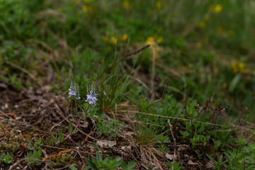 spring flowers in the grass in early spring