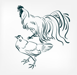 chicken cock vector illustration japanese chinese ink line sketch style