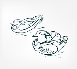 Mandarin bird duck vector illustration japanese chinese ink line sketch style