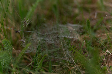 cobweb woven on grass and covered with dew in the morning