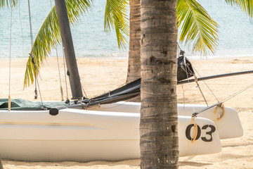 palm tree on the beach