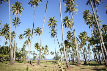 palm trees on the beach