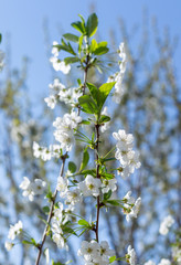 Beautifully blooming cherry trees, background with blooming flowers on a spring day.