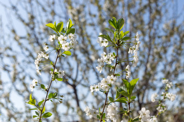 Beautifully blooming cherry trees, background with blooming flowers on a spring day.