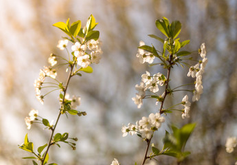 Beautifully blooming cherry trees, background with blooming flowers on a spring day.