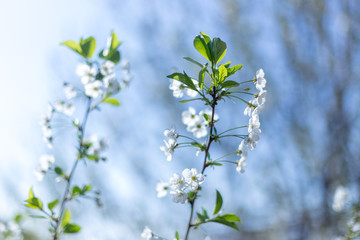 Beautifully blooming cherry trees, background with blooming flowers on a spring day.