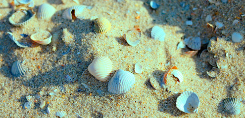 Naklejka na ściany i meble Texture and background sand castle with shells and stones on the beach, seashore. Travel and vacation. Close-up. Nature. Summer. Tourism
