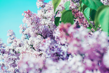 Blooming lilac bush against the blue sky. Lilac flowers. Spring time. Floral background. Blooming May.