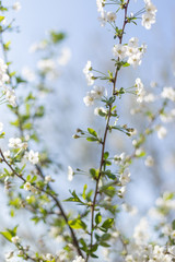 Beautifully blooming cherry trees, background with blooming flowers on a spring day.