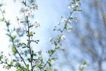 Beautifully blooming cherry trees, background with blooming flowers on a spring day.