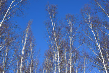 Snow-white birches. 