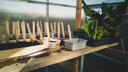 Growing trays in the greenhouse