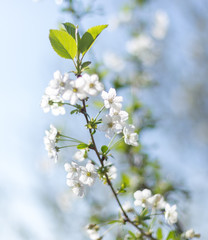 Beautifully blooming cherry trees, background with blooming flowers on a spring day.