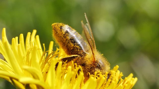 Close-up of sweet bee collecting pollen on yellow flower during beautiful spring day
