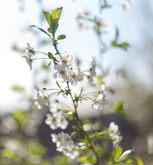Beautifully blooming cherry trees, background with blooming flowers on a spring day.