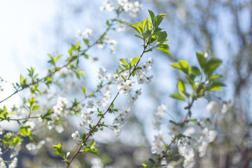 Beautifully blooming cherry trees, background with blooming flowers on a spring day.