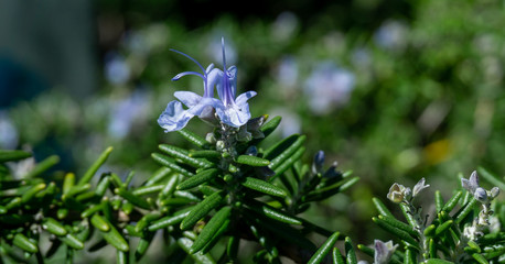 Blue flowers in the garden