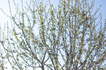 Beautifully blooming cherry trees, background with blooming flowers on a spring day.