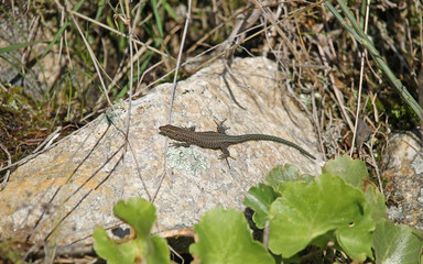 Juvenile of Podarcis guadarramae, a species of lizard in the family Lacertidae. It is found in Spain and Portugal. Rupicolous species, it is found in rocky, stony areas and walls in most of its area.