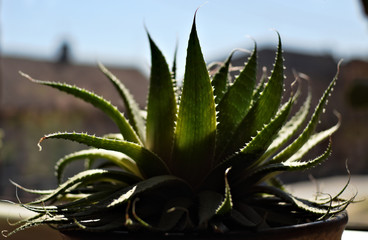 green succulent, aloe on the windowsill