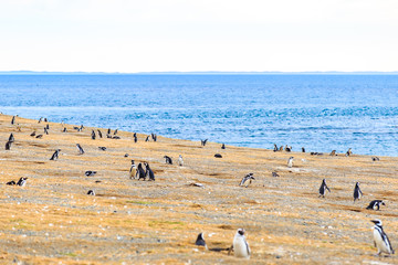 Magellanic penguins in natural environment on Magdalena island, Patagonia, Chile, South America