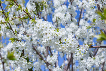 Beautifully blooming cherry trees, background with blooming flowers on a spring day.