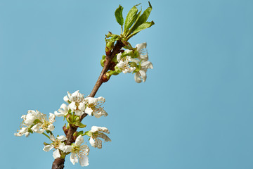 Flowering fruit tree. Cherry Blossom. Blooming buds and flowers on a tree. Spring