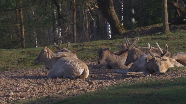 A Herd Of Deers Resting And Chewing in The Forest. 4K Footage