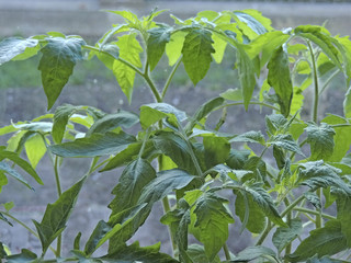 green leaves. young seedling tomato on the window.