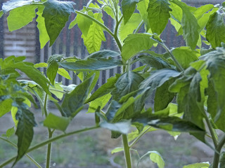 green leaves in the garden