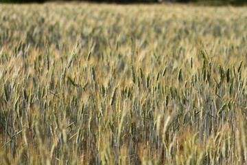the light of the sun that penetrates between the ears of wheat in the field