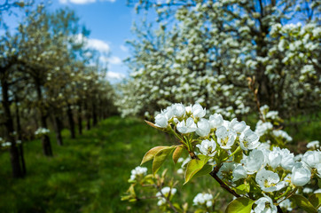 blooming pear tree in spring